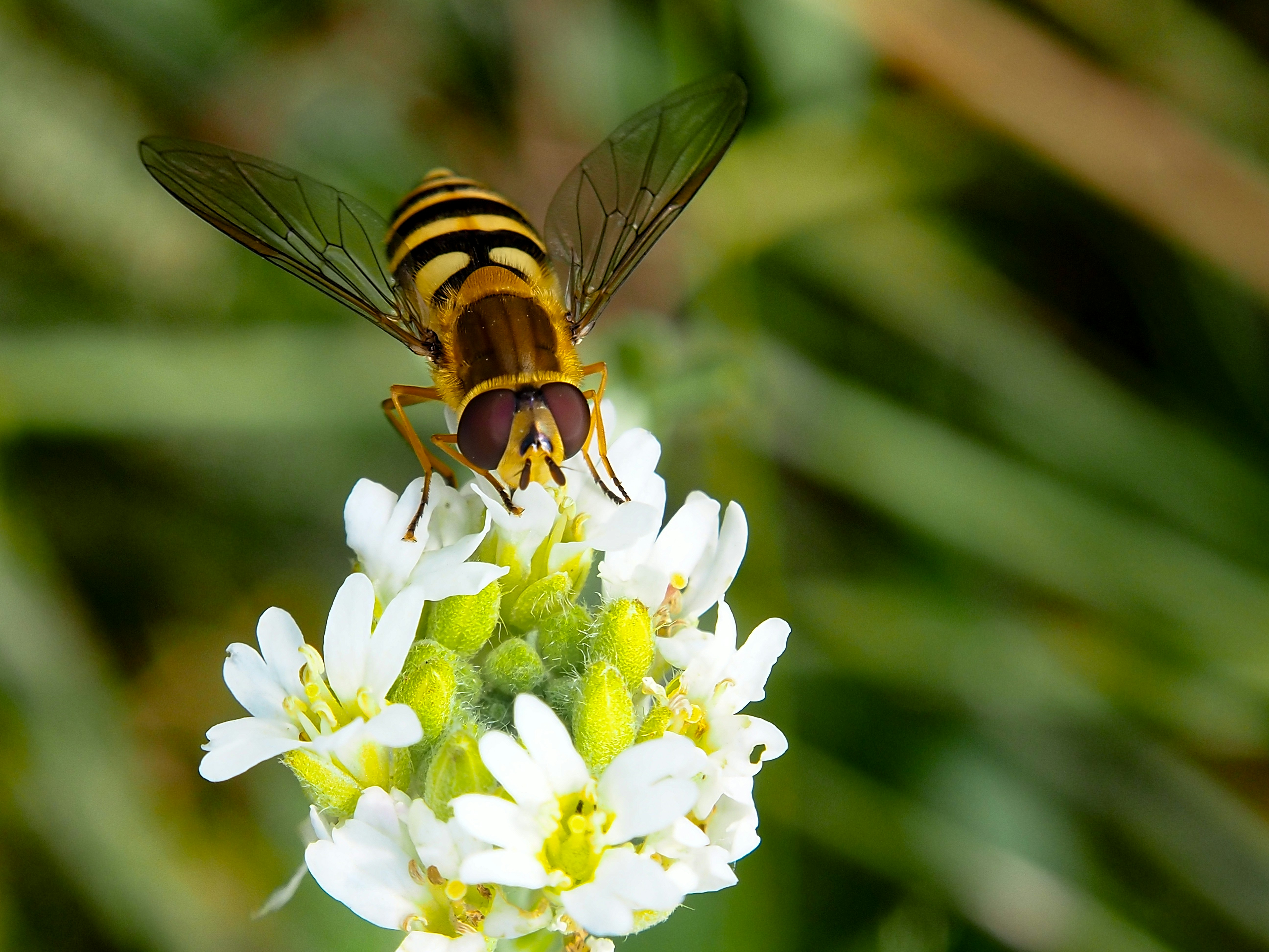 un'ape seduta sopra un fiore bianco
