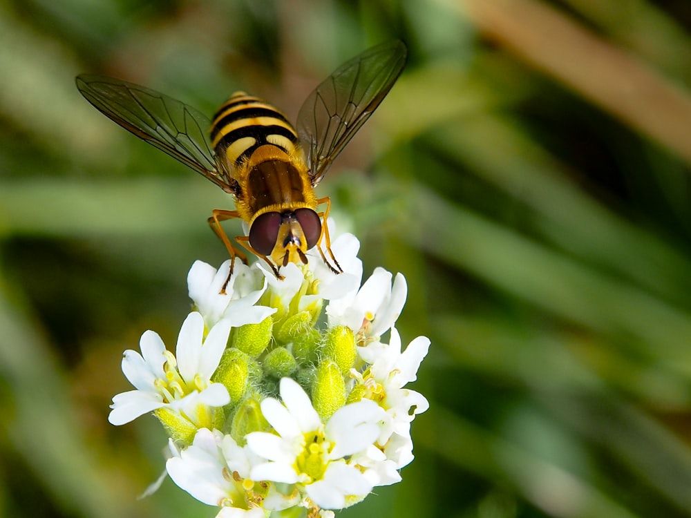 a bee sitting on top of a white flower