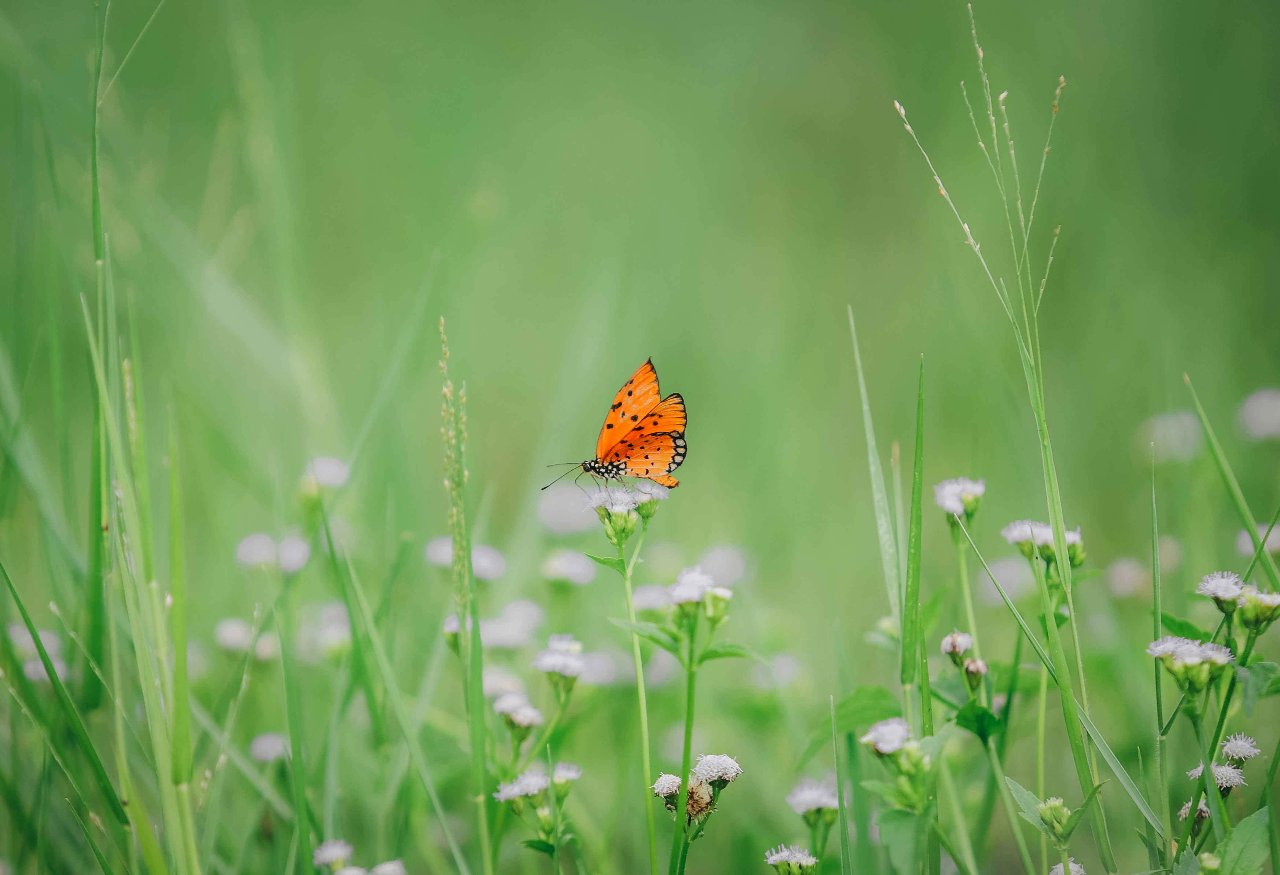 Photo by chuchu123456