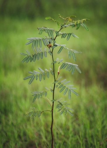 A young, slender plant with delicate, feathery leaves stands against a backdrop of lush green grass. The plant appears healthy with multiple branches and a light brown stem, typical of a sapling.