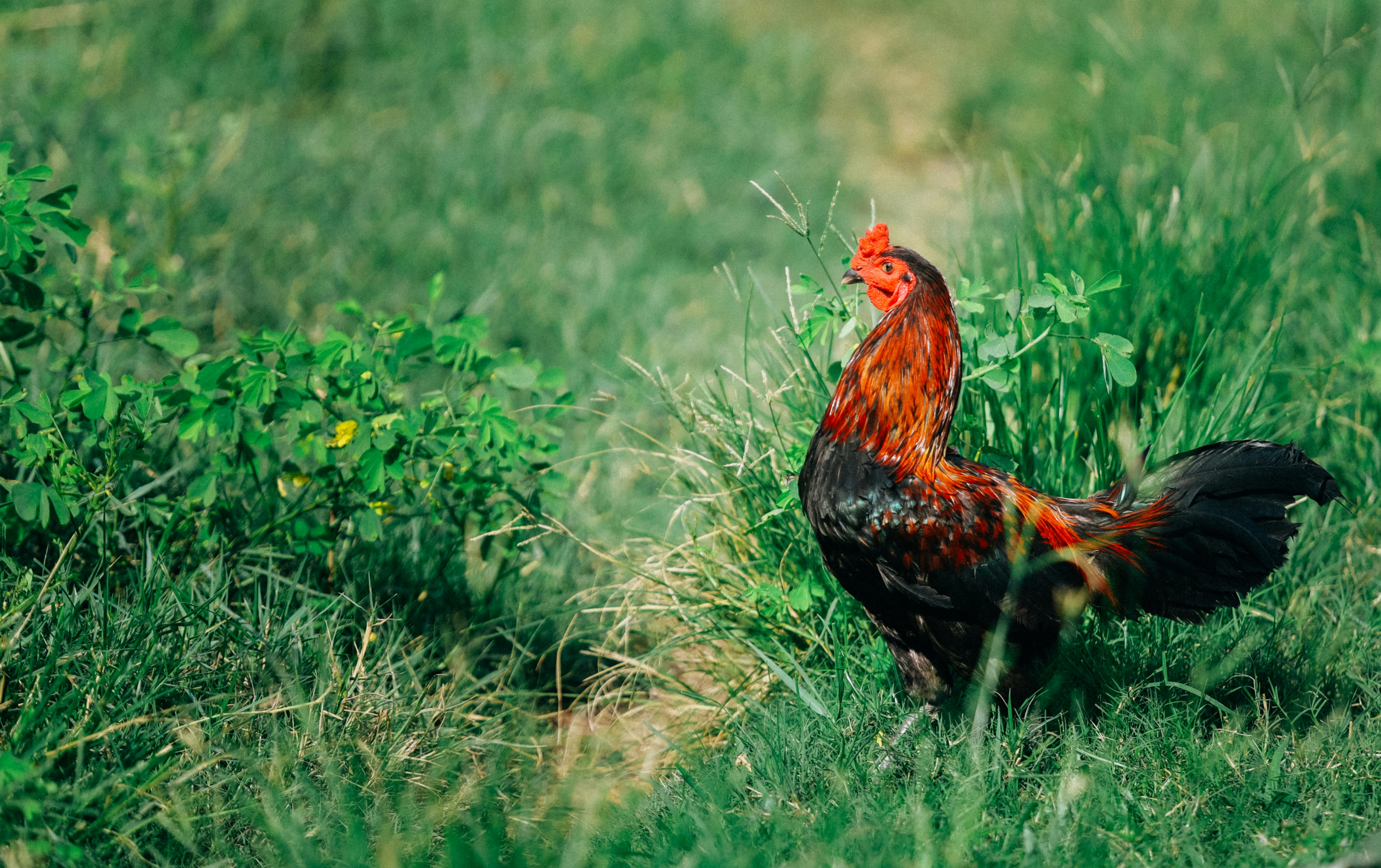 Photo by chuchu123456