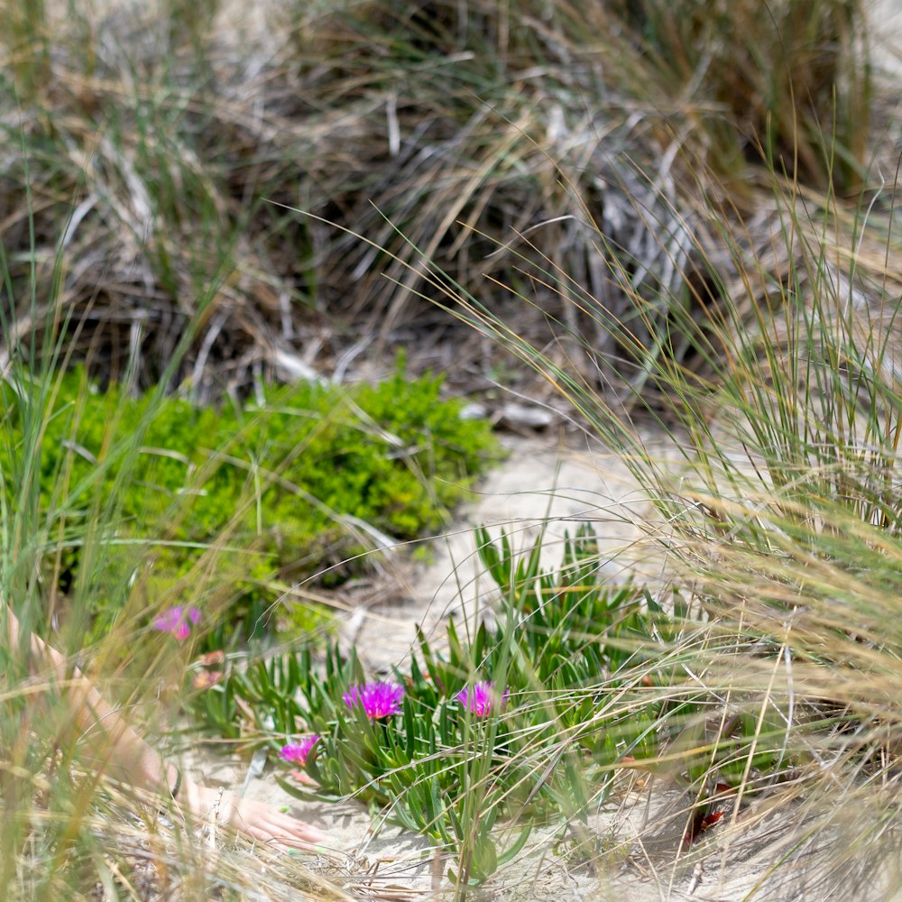 a small purple flower sitting in the sand