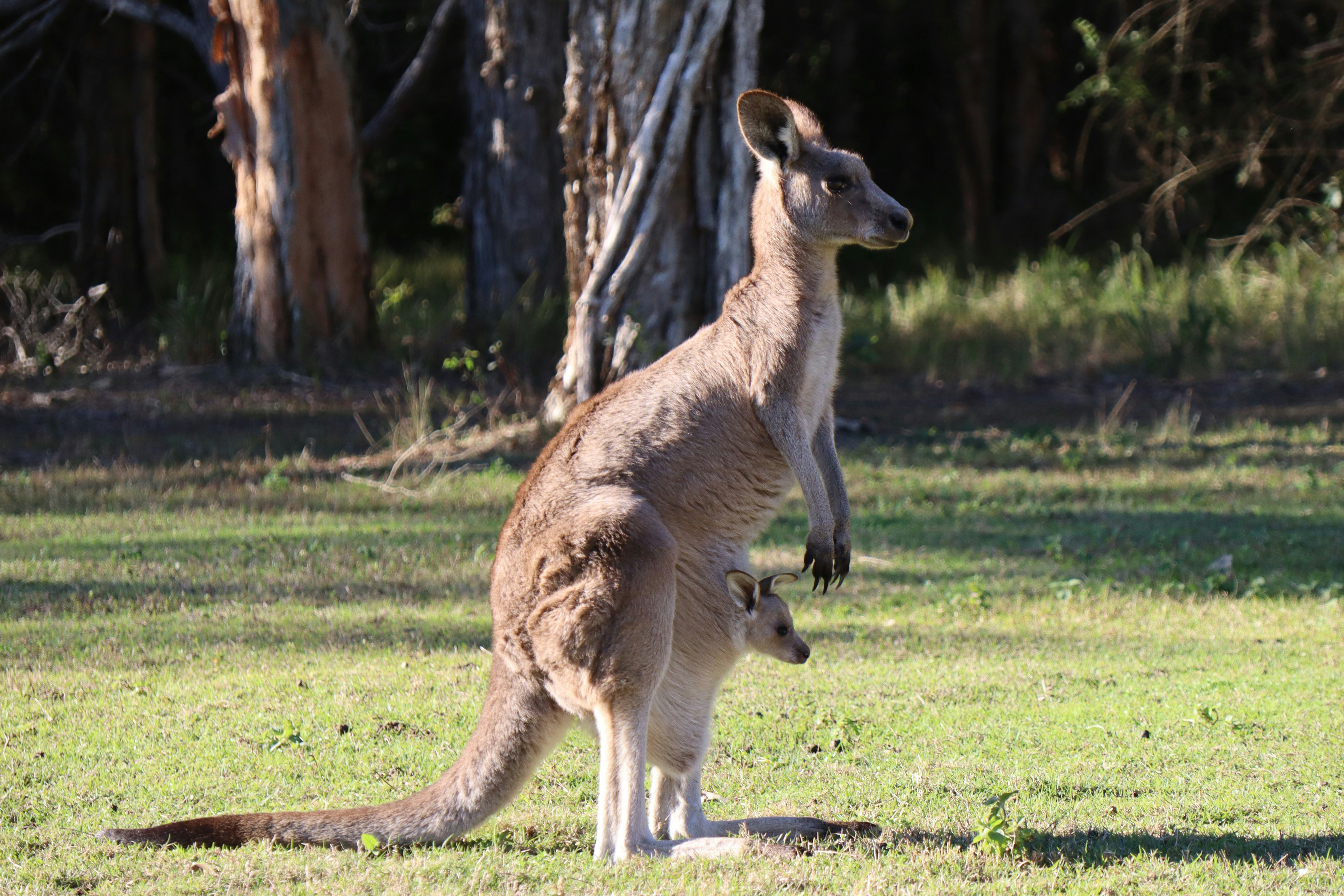 a kangaroo standing in a field with trees in the background, 
