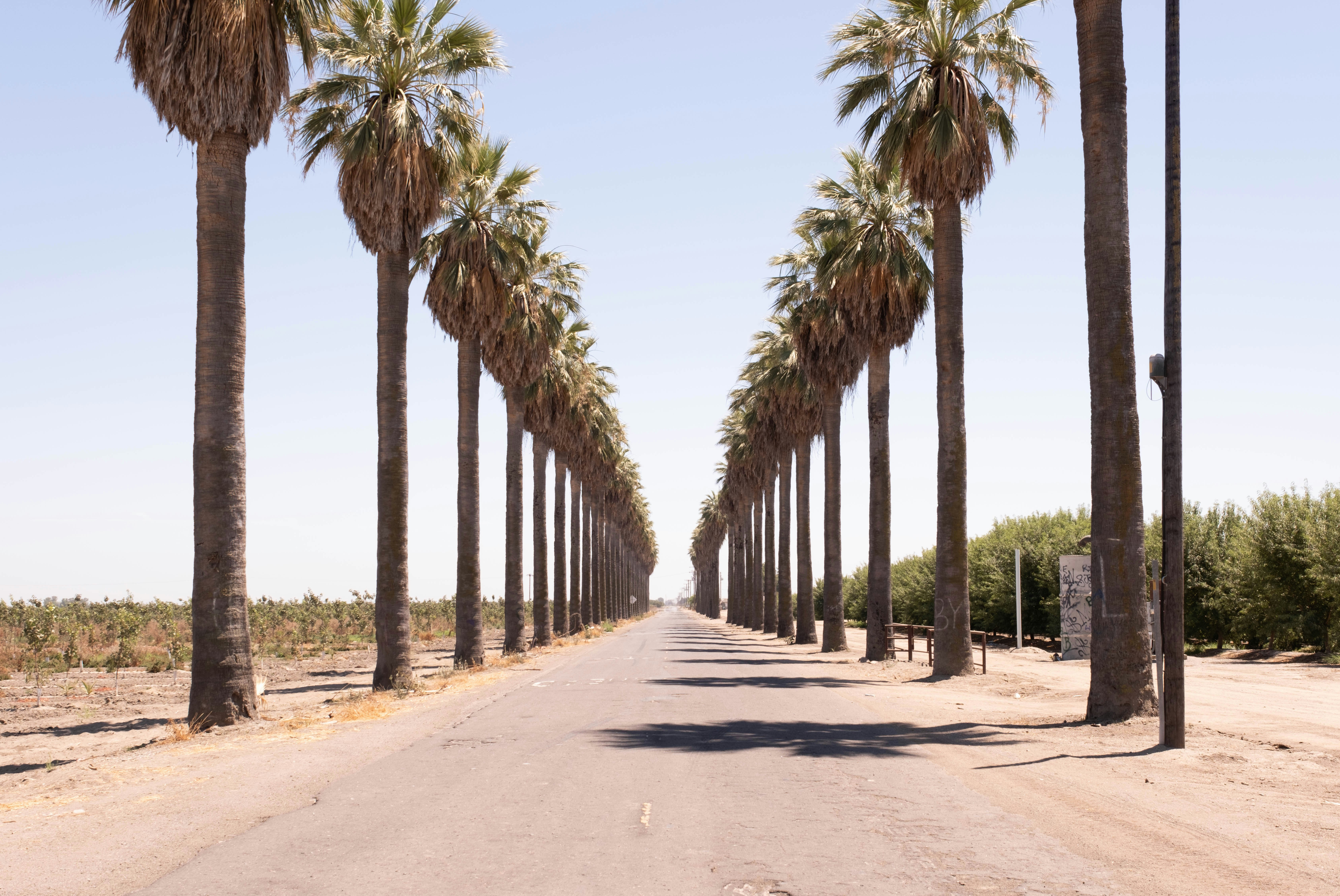 a road lined with palm trees on both sides of it