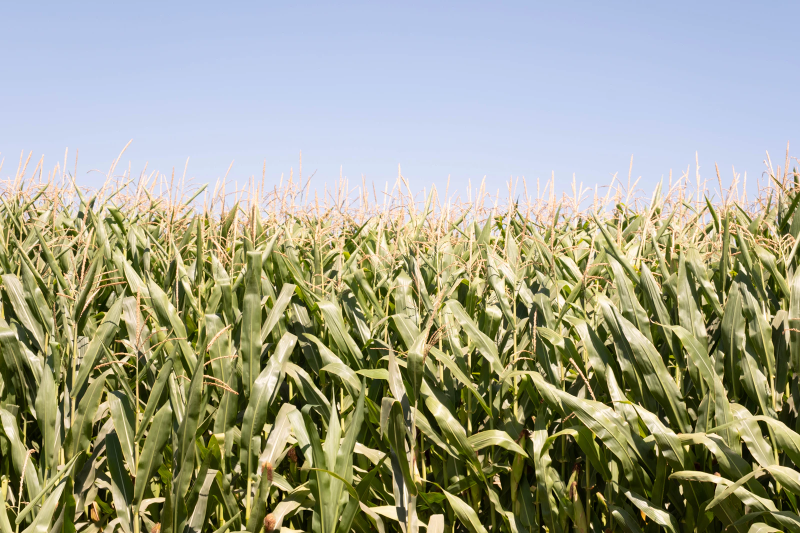 Rows of green corn growing under a blue sky