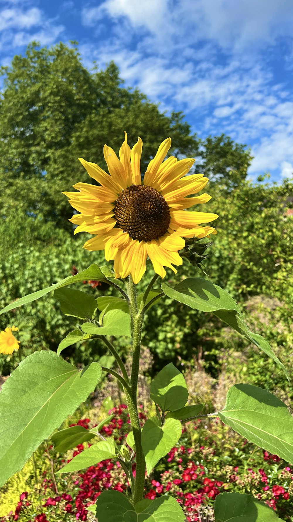 a sunflower in a field of flowers with a blue sky in the background