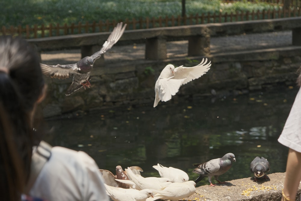 a flock of birds flying over a pond