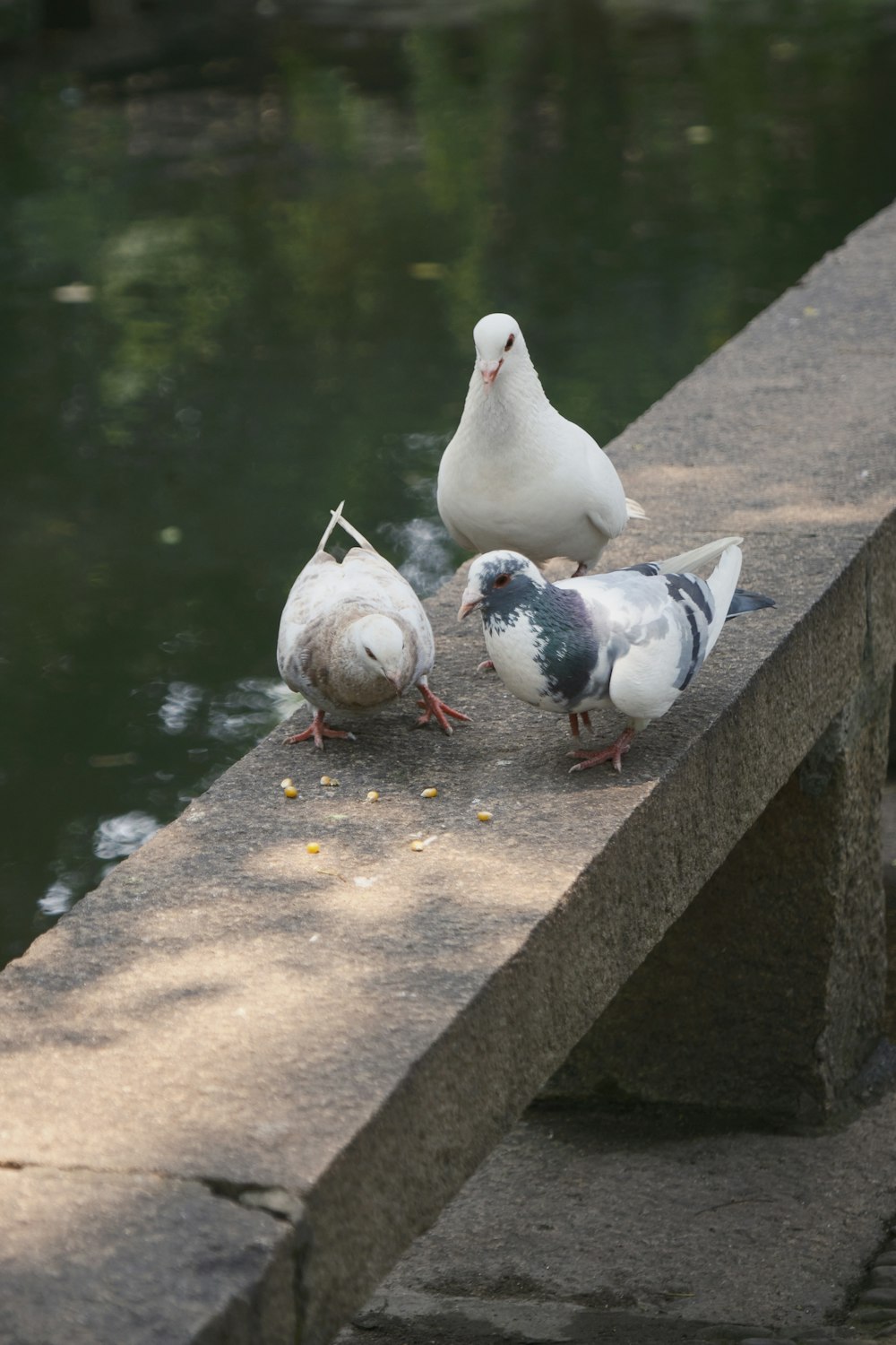 Un grupo de pájaros parados en una repisa junto a un cuerpo de agua