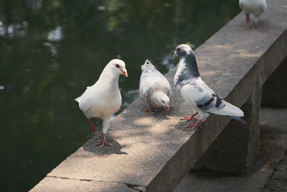 a flock of birds standing on a ledge next to a body of water