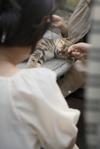 A calm tabby cat being brushed with soft strokes in a cozy grooming room.