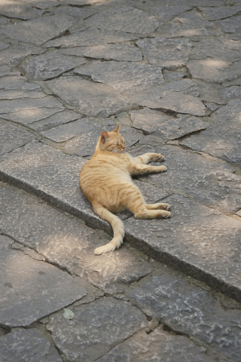 eine orangefarbene Katze, die auf einem steinernen Gehweg liegt