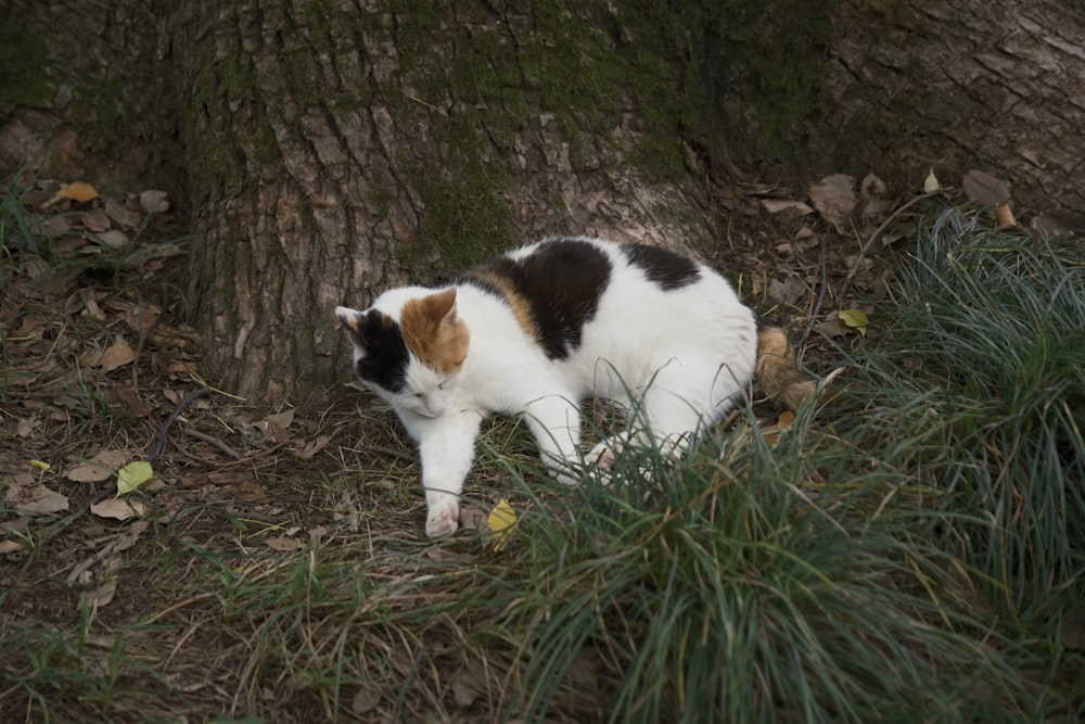 a calico cat walking in the grass next to a tree