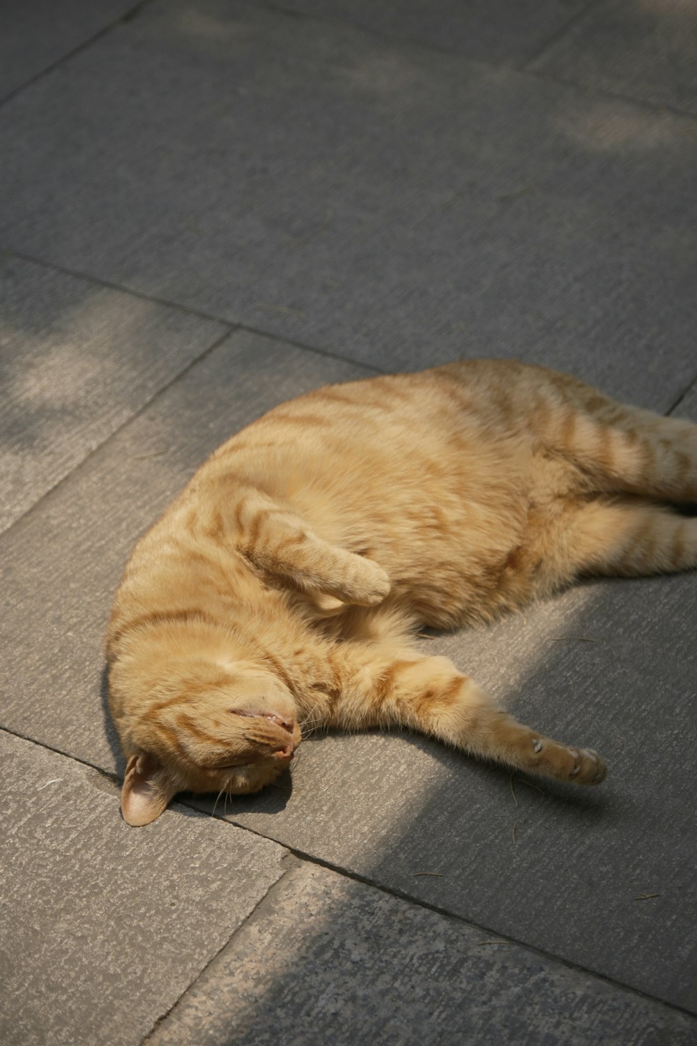eine Katze, die auf dem Rücken auf dem Boden liegt