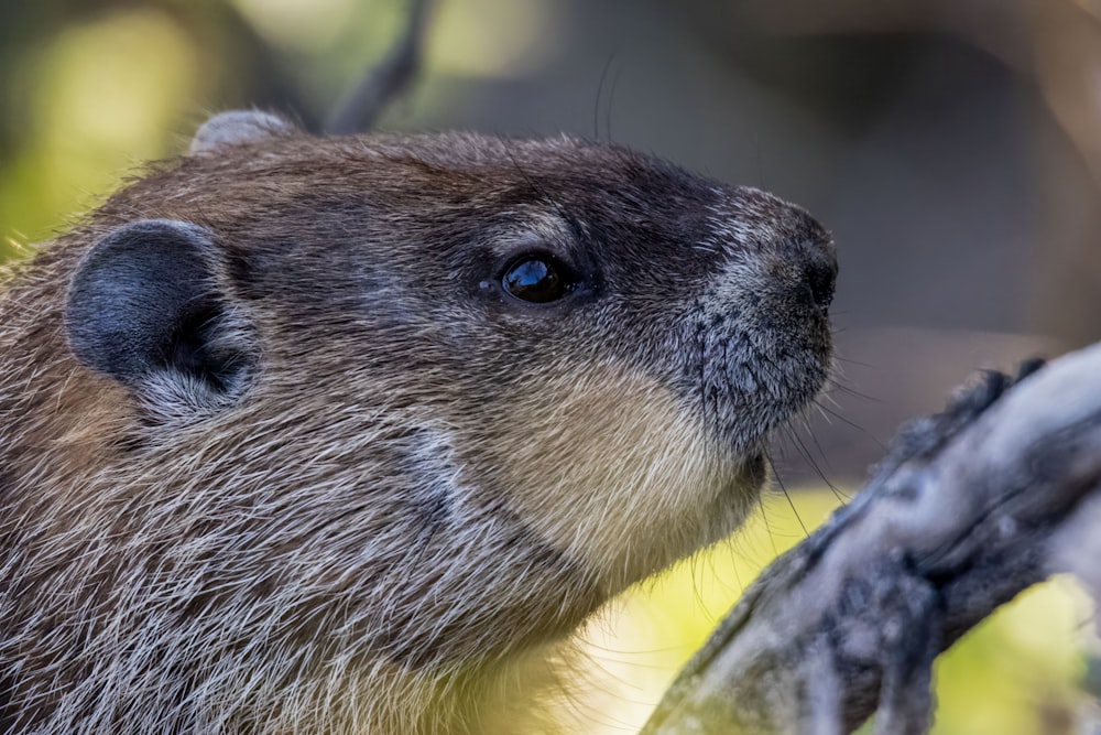 a close up of a animal on a tree branch