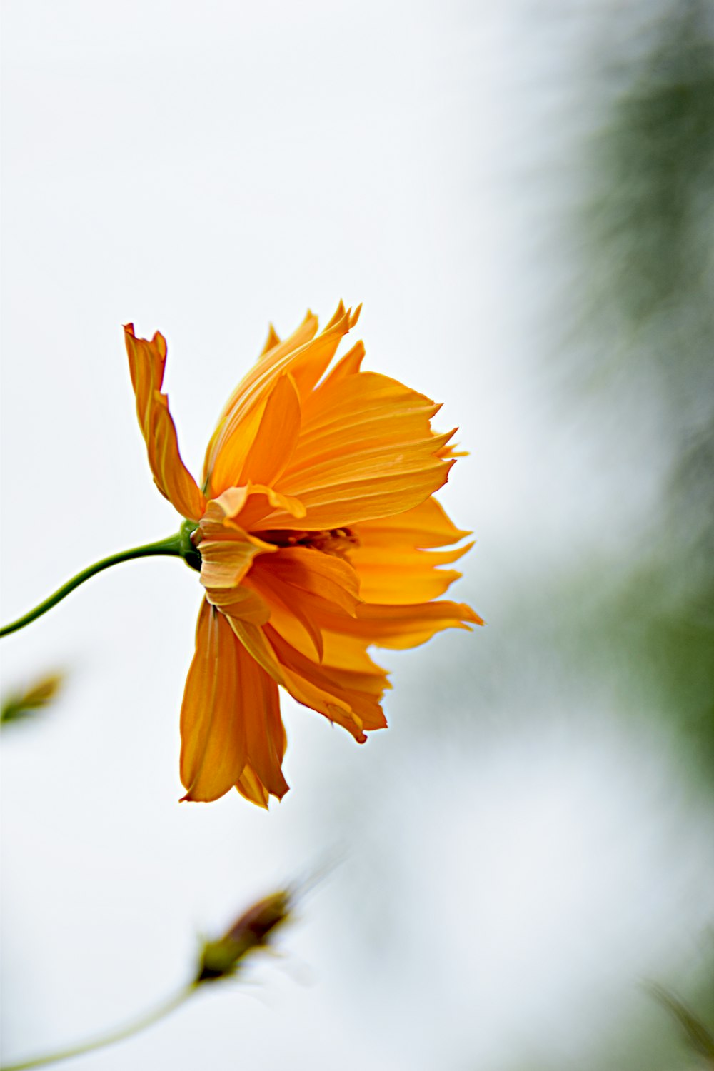 a single yellow flower with a sky background