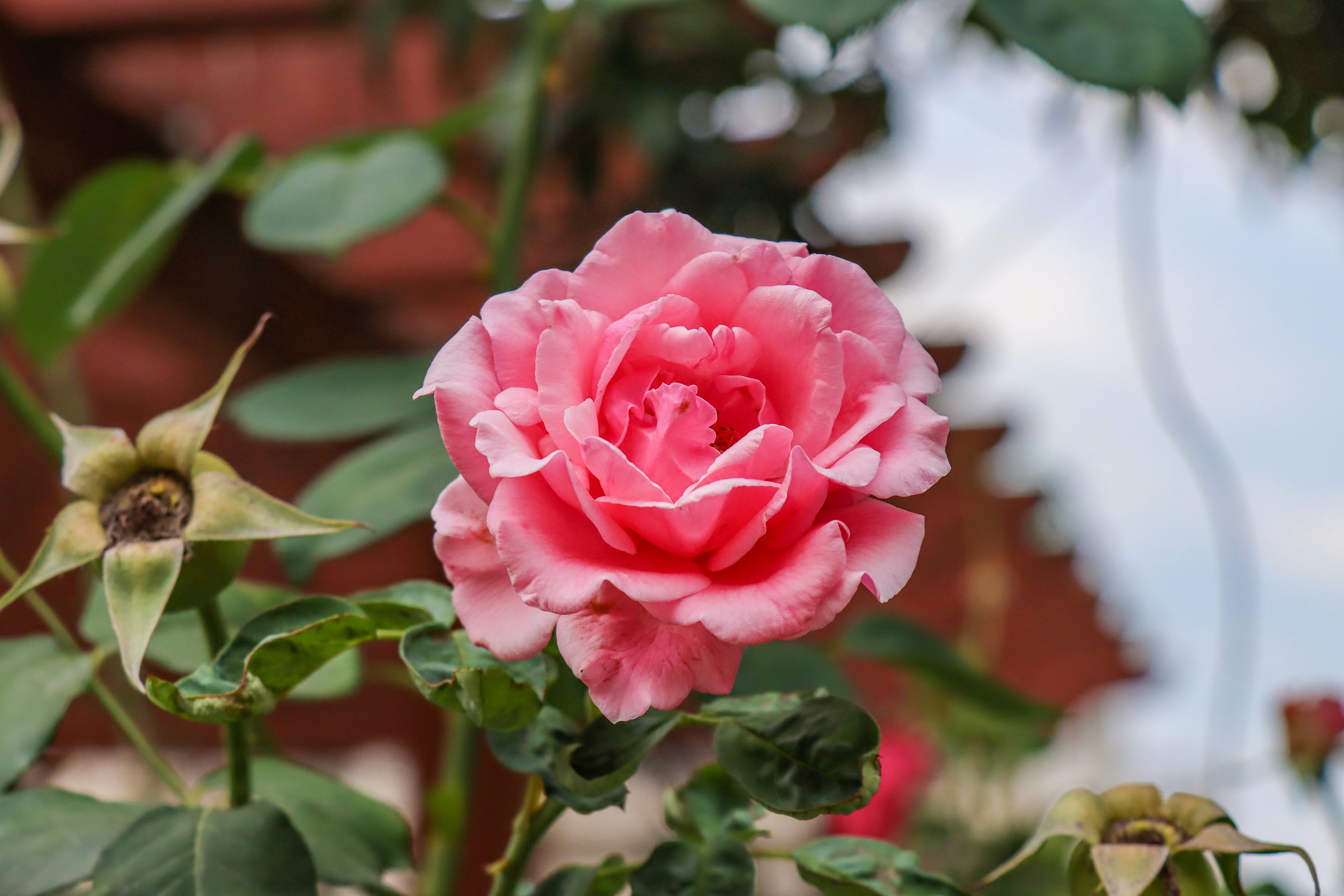 Photo by kevinwang413156