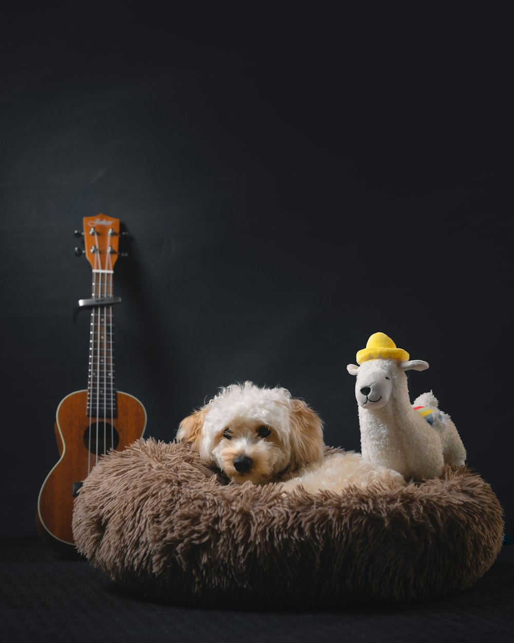 a dog laying in a dog bed next to a ukulele
