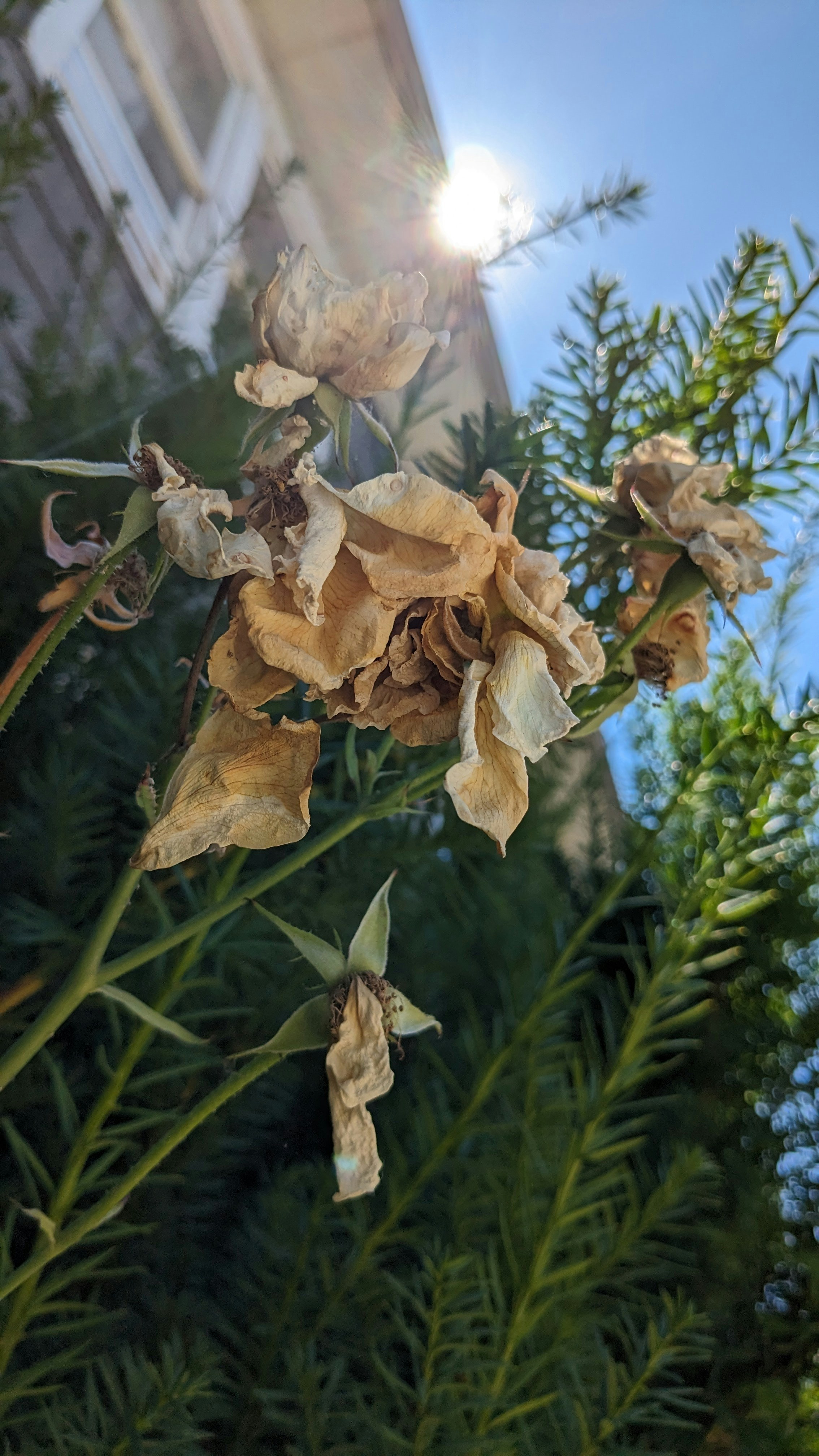 A bunch of dead flowers in front of a building photo Free Flower