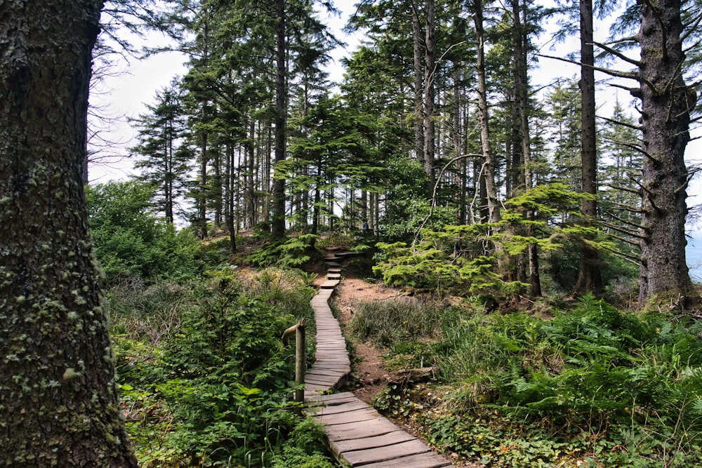 a wooden path in the middle of a forest