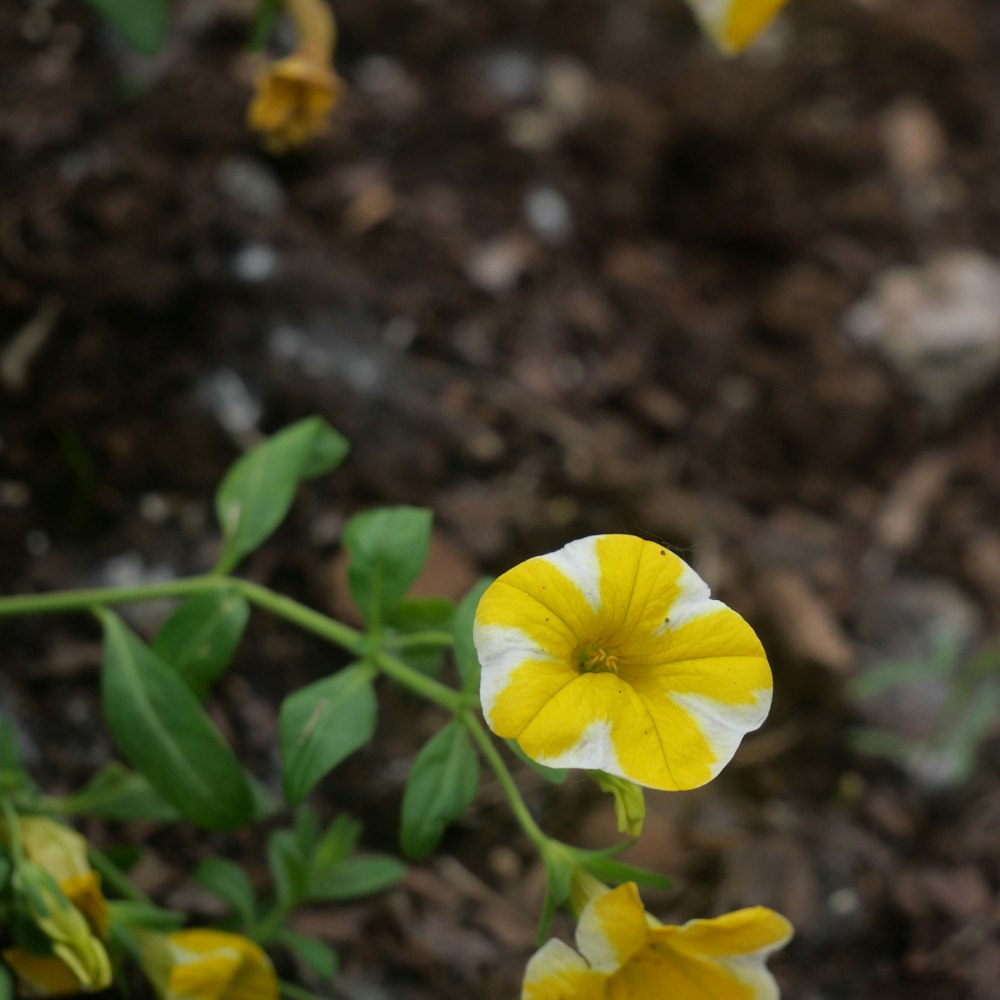 a yellow and white flower with green leaves