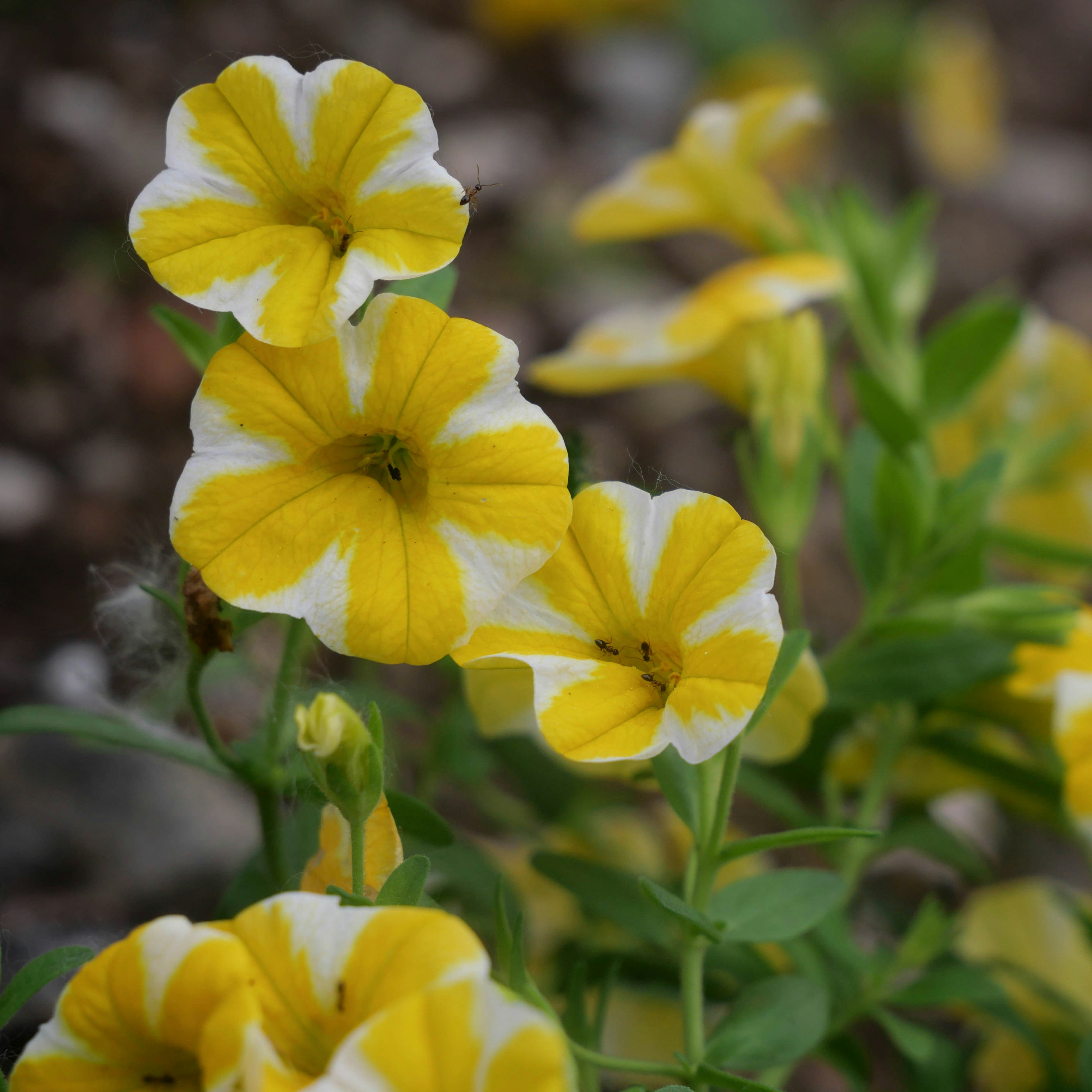 a group of yellow and white flowers with green leaves