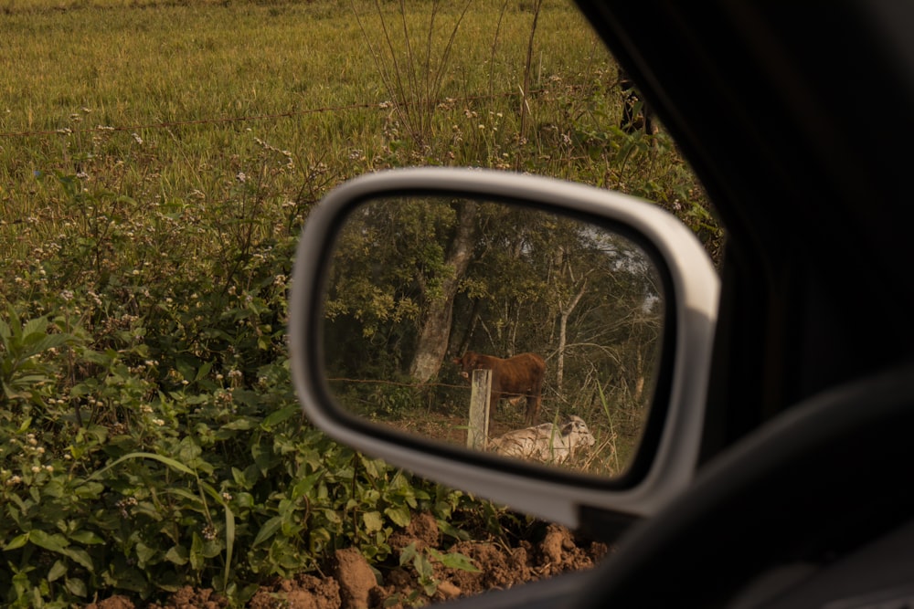 a rear view mirror on a car with a horse in the background