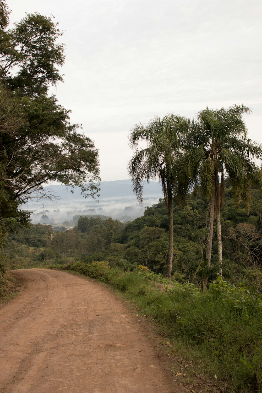 a dirt road in the middle of a jungle