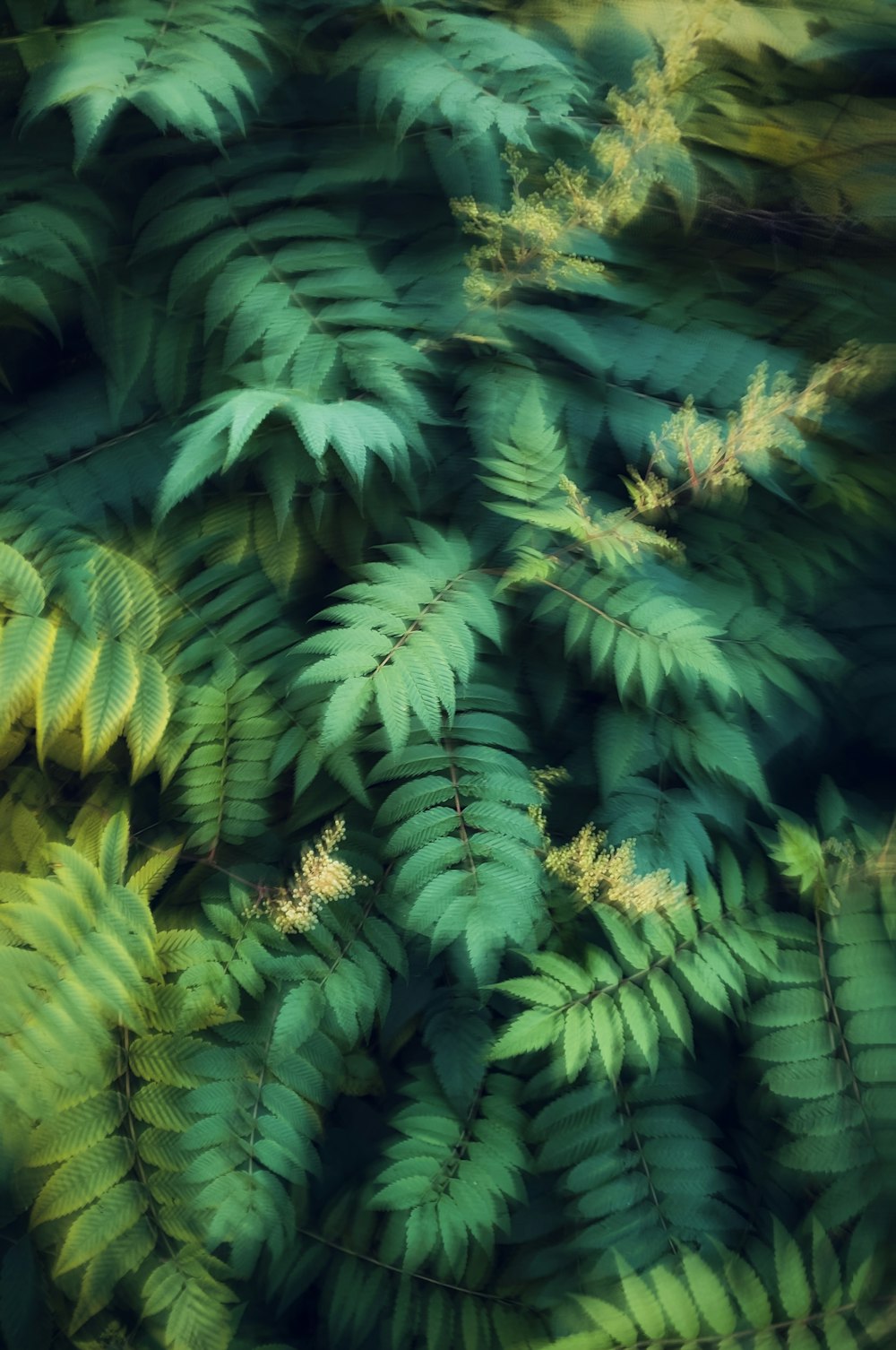 a close up of a plant with lots of green leaves