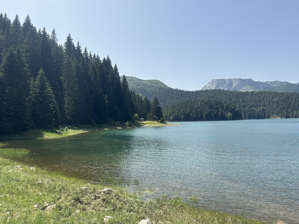 a large body of water surrounded by a forest