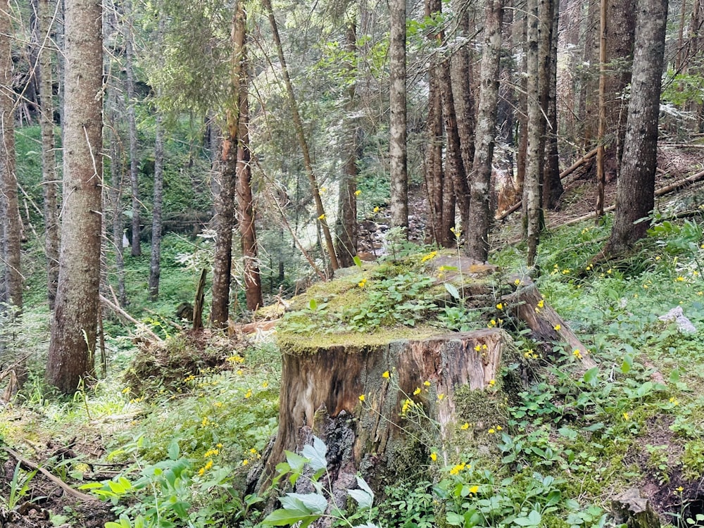 a tree stump in the middle of a forest
