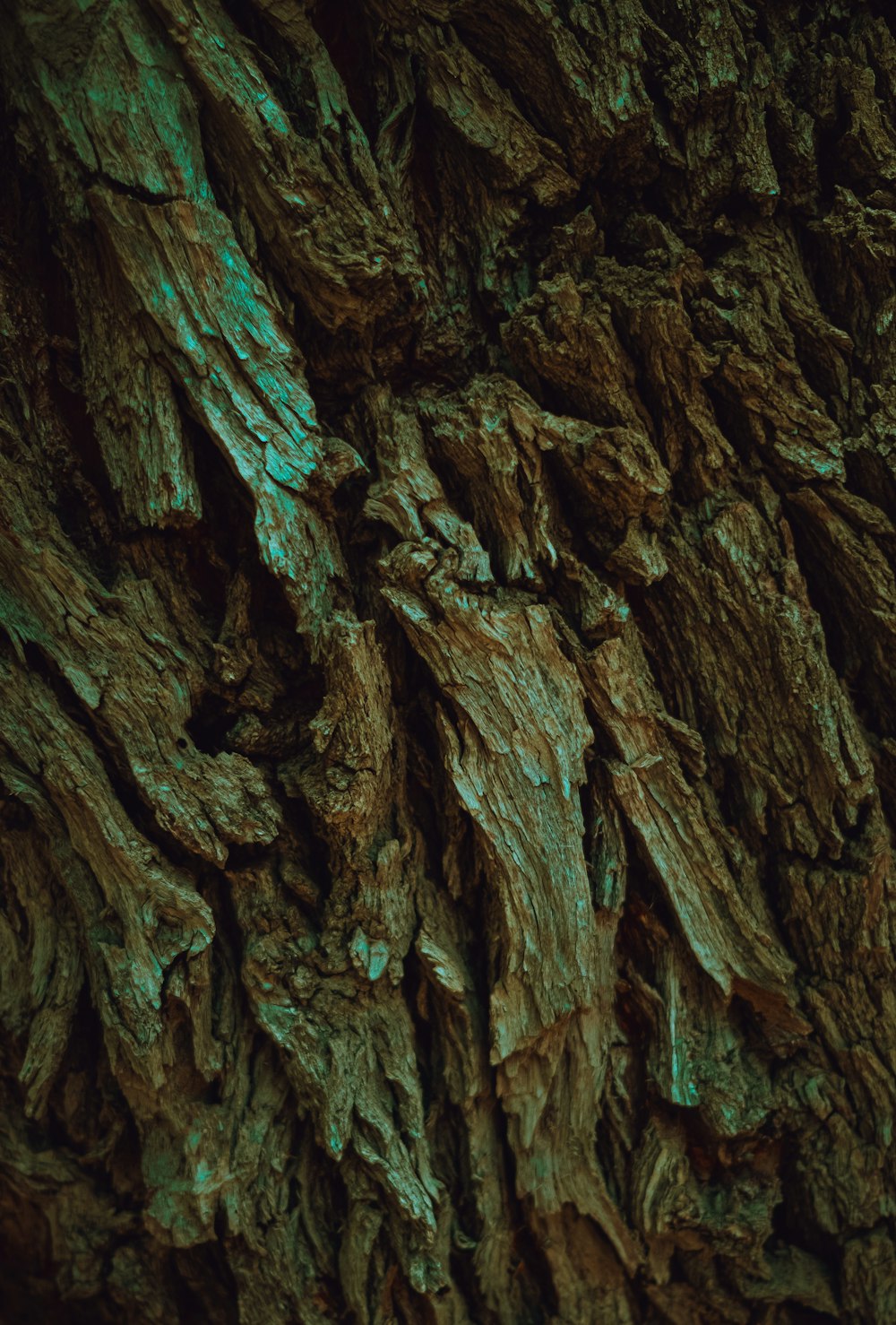 a close up of a tree trunk with green paint on it