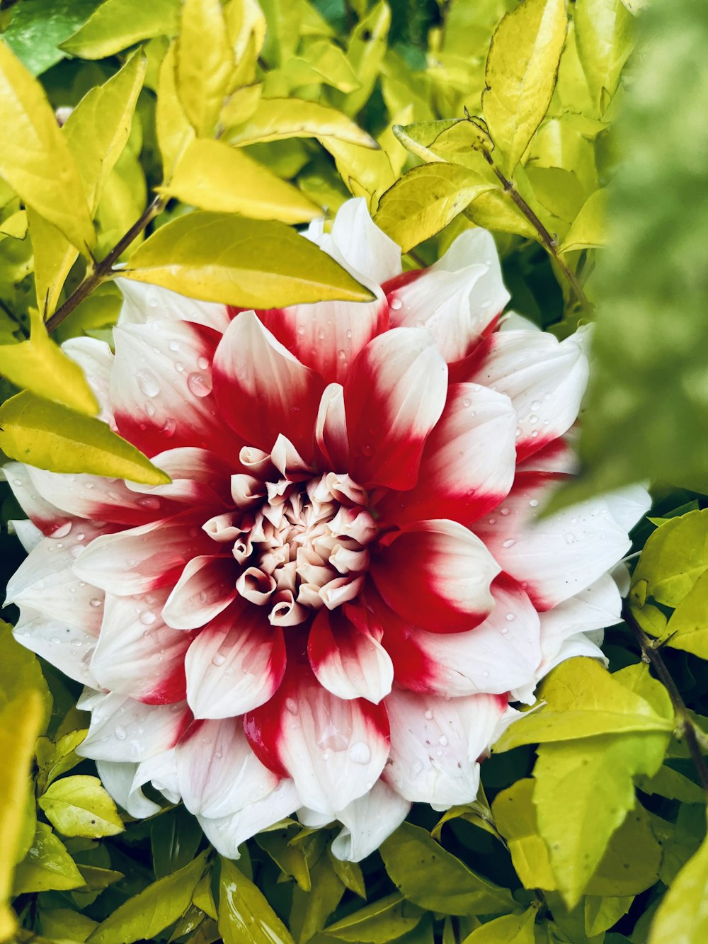 a white and red flower surrounded by green leaves