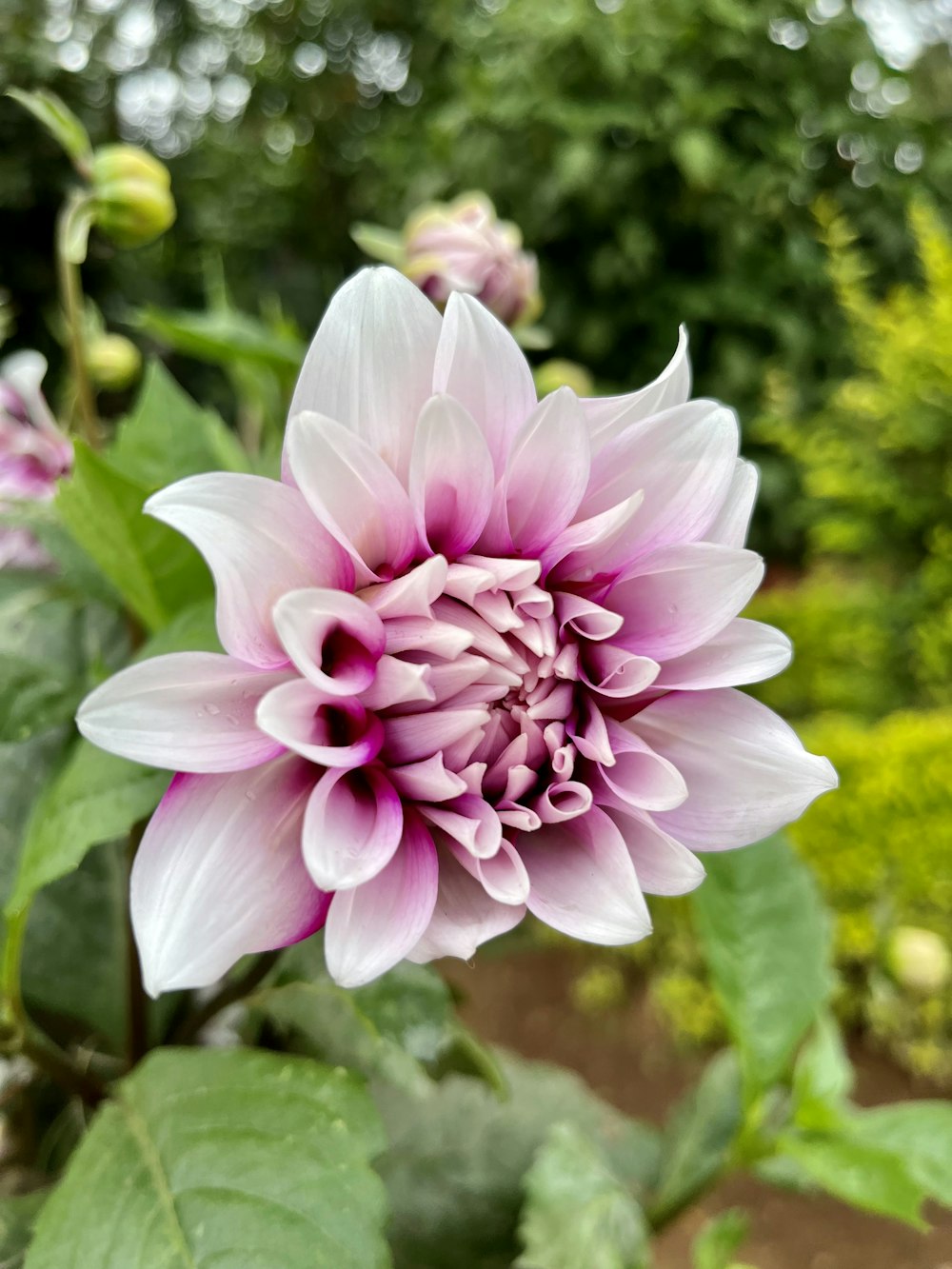 a pink flower with green leaves in the background