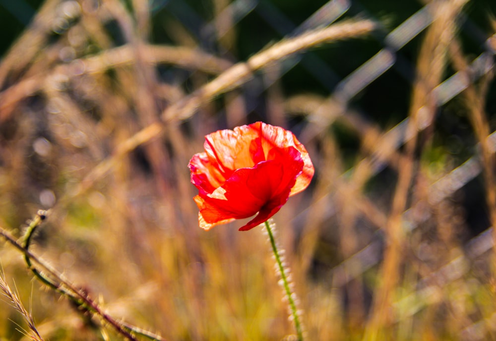 a single red flower in a grassy field