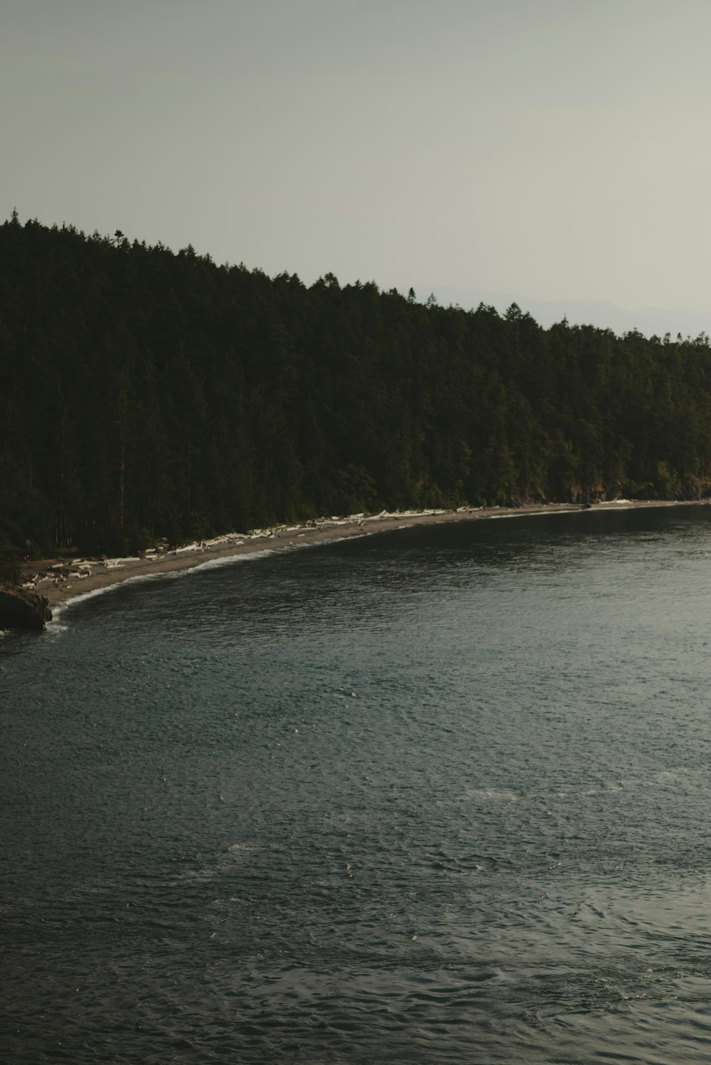 a large body of water surrounded by a forest