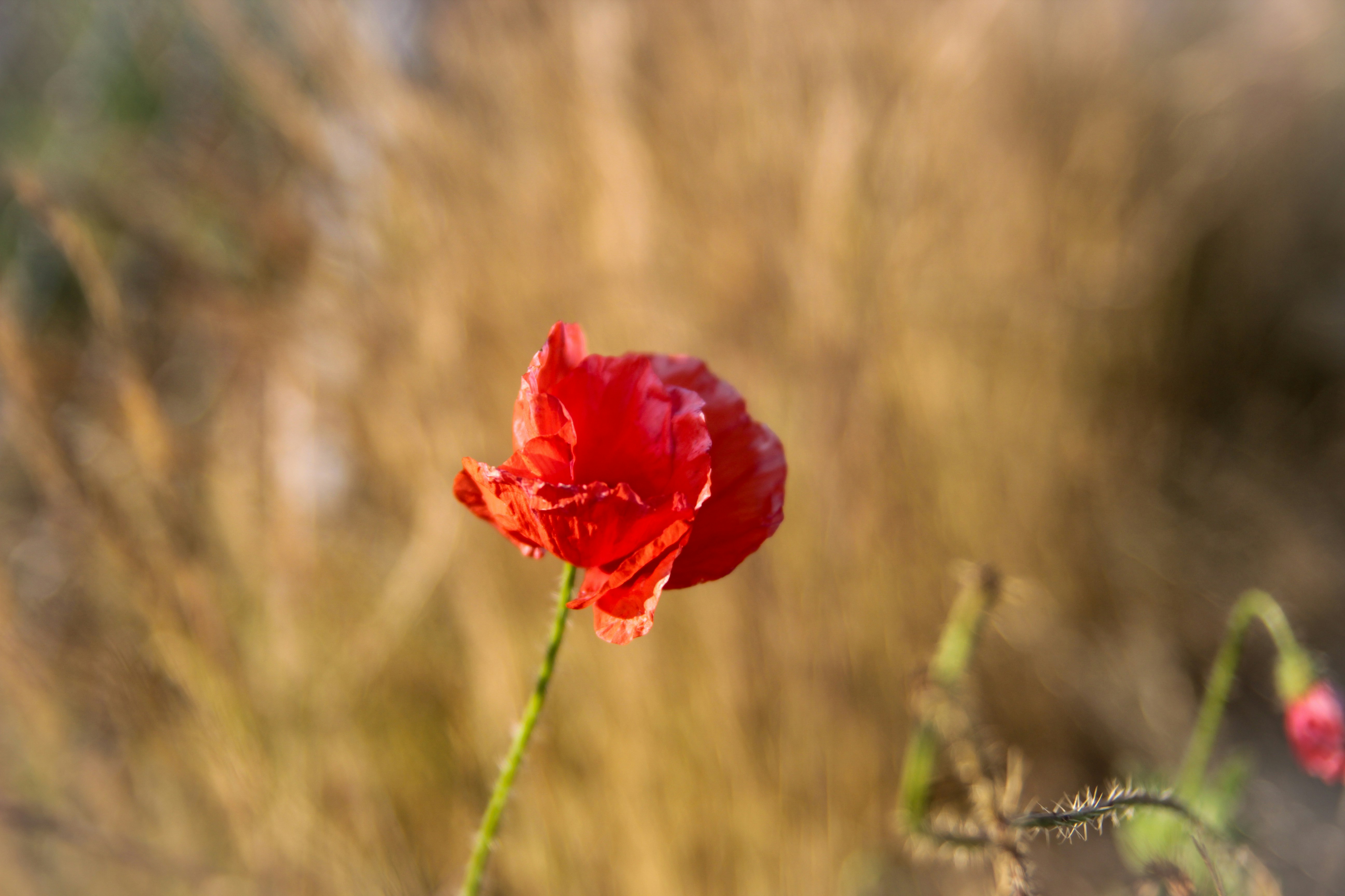A single red flower in a field of tall grass photo – Free Meadow Image ...