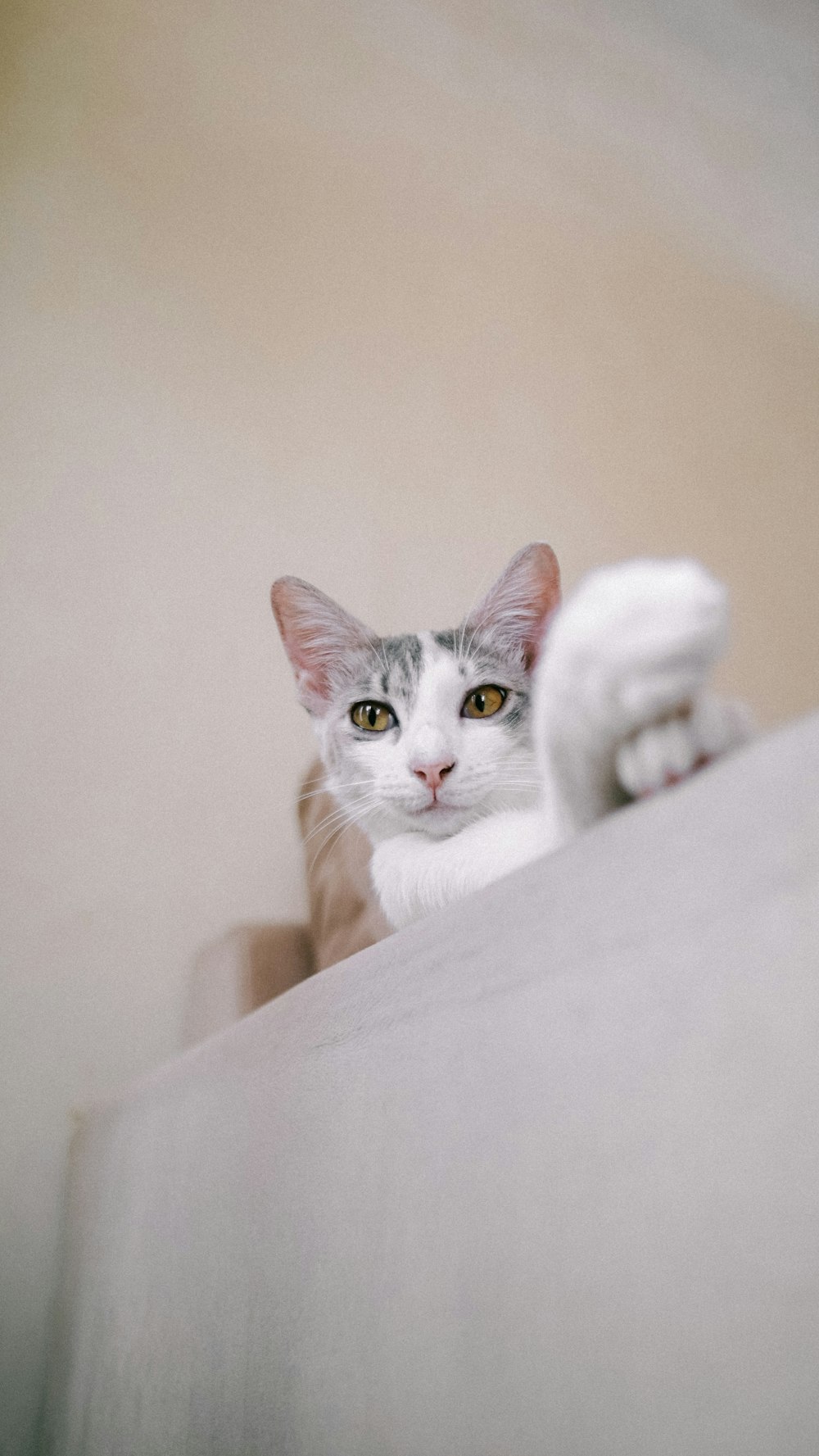 a gray and white cat laying on top of a bed