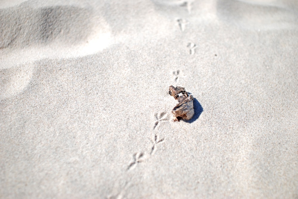 Un petit oiseau marchant sur une plage de sable