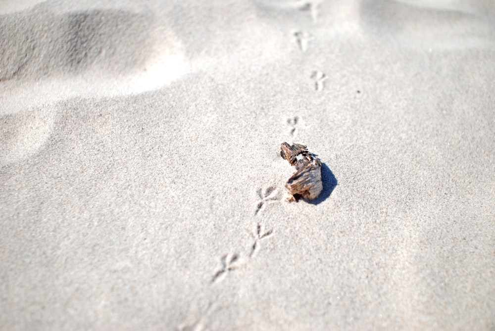 a small bird walking across a sandy beach