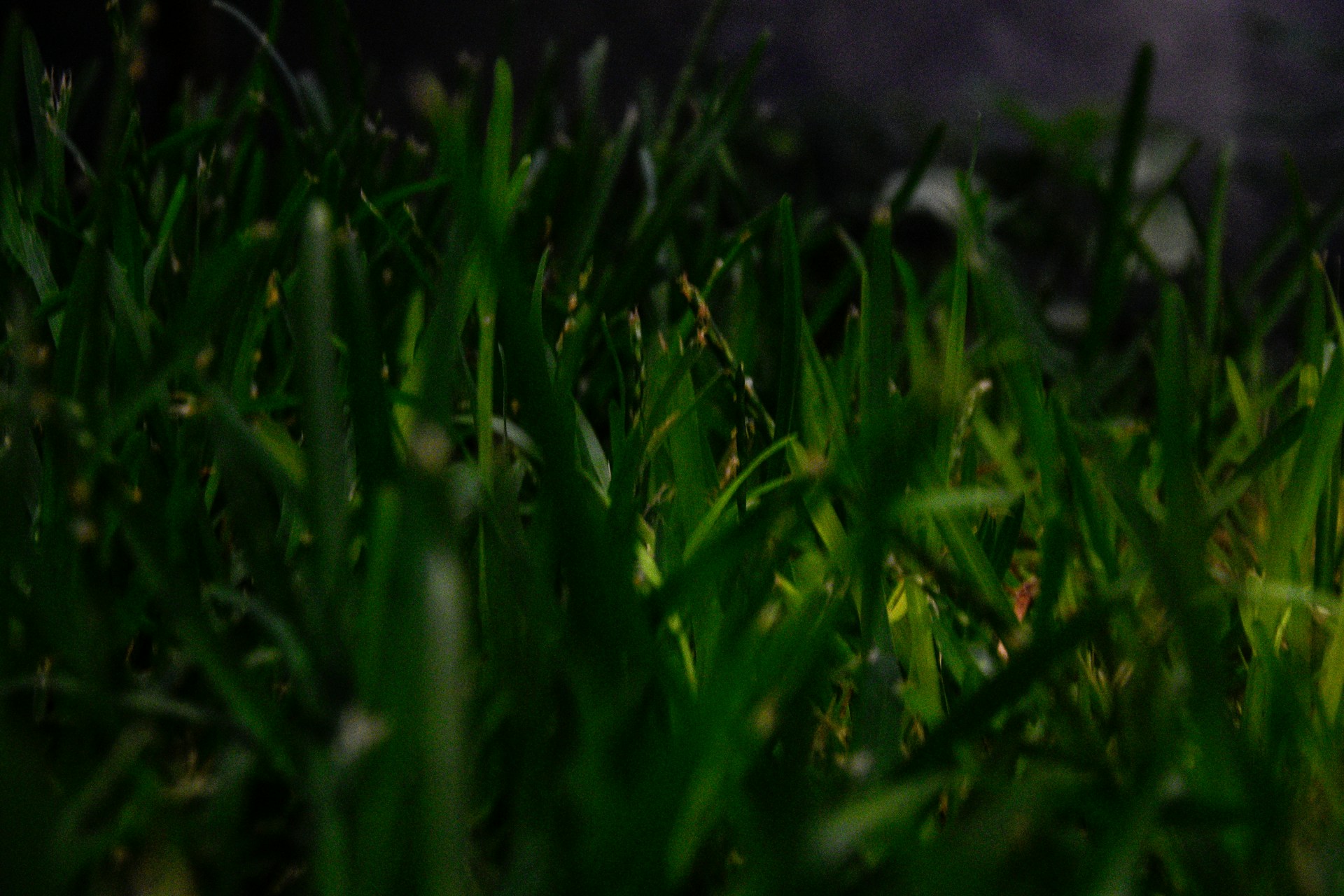 a close up of some green grass with a blurry background