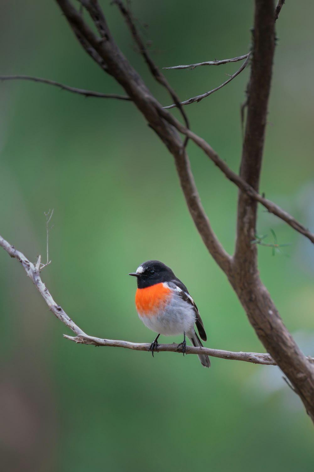 a small bird sitting on a branch of a tree