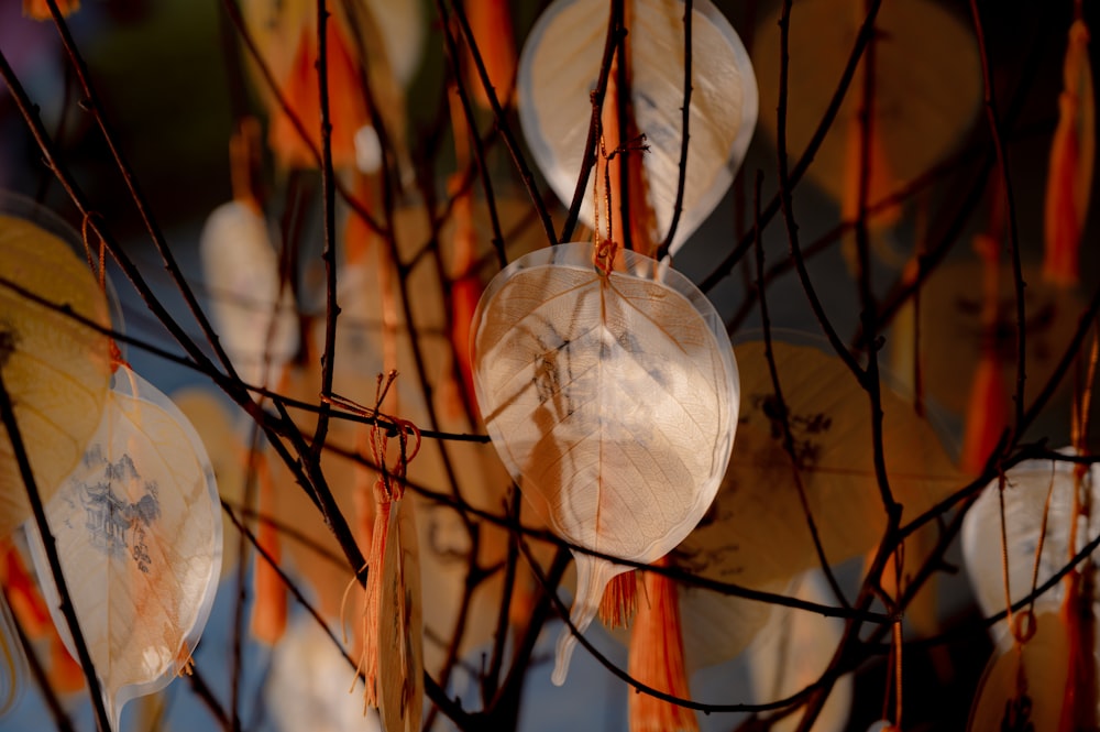 a bunch of umbrellas hanging from a tree