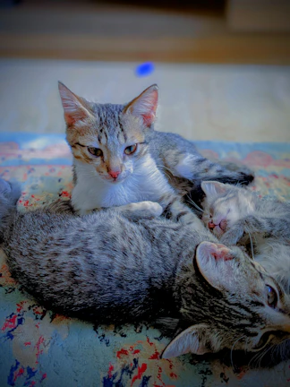 A trio of kitties, bunnies, and squirrels sitting side by side, sharing a peaceful moment.