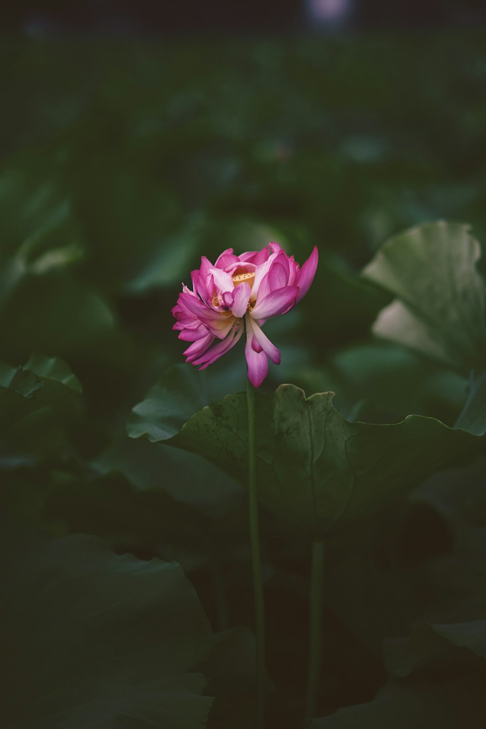 a single pink flower sitting on top of a lush green field