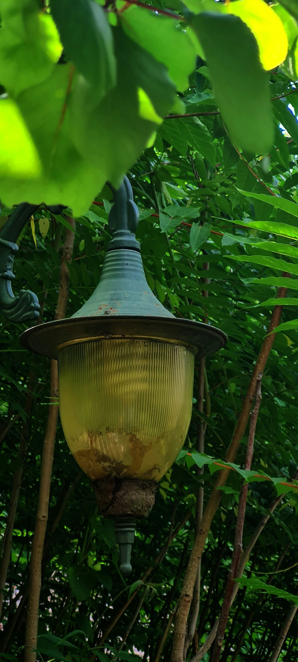 a lamp hanging from a tree in a forest