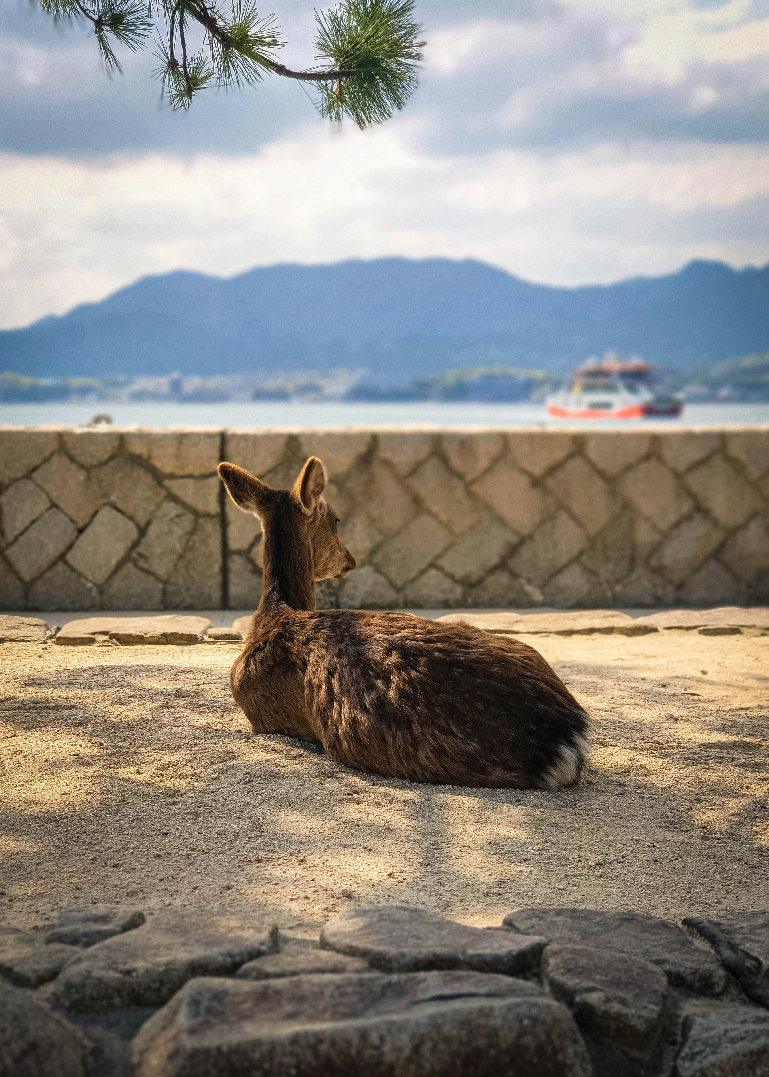 a dog laying on the ground next to a tree
