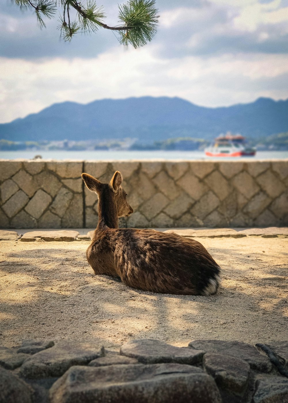 Un cane steso a terra vicino a un albero