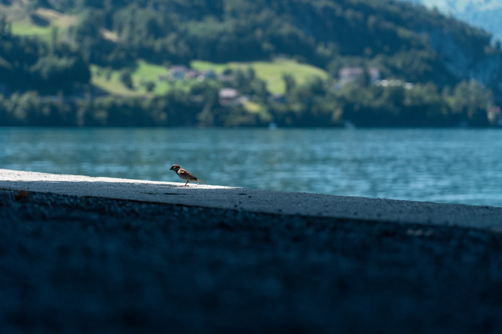 a small bird sitting on the edge of a lake
