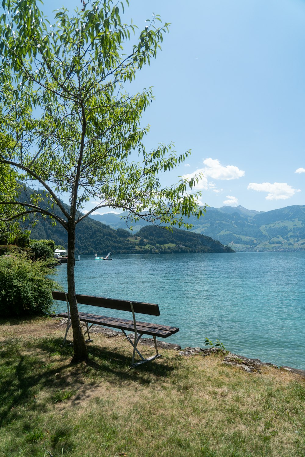 a wooden bench sitting next to a tree near a body of water