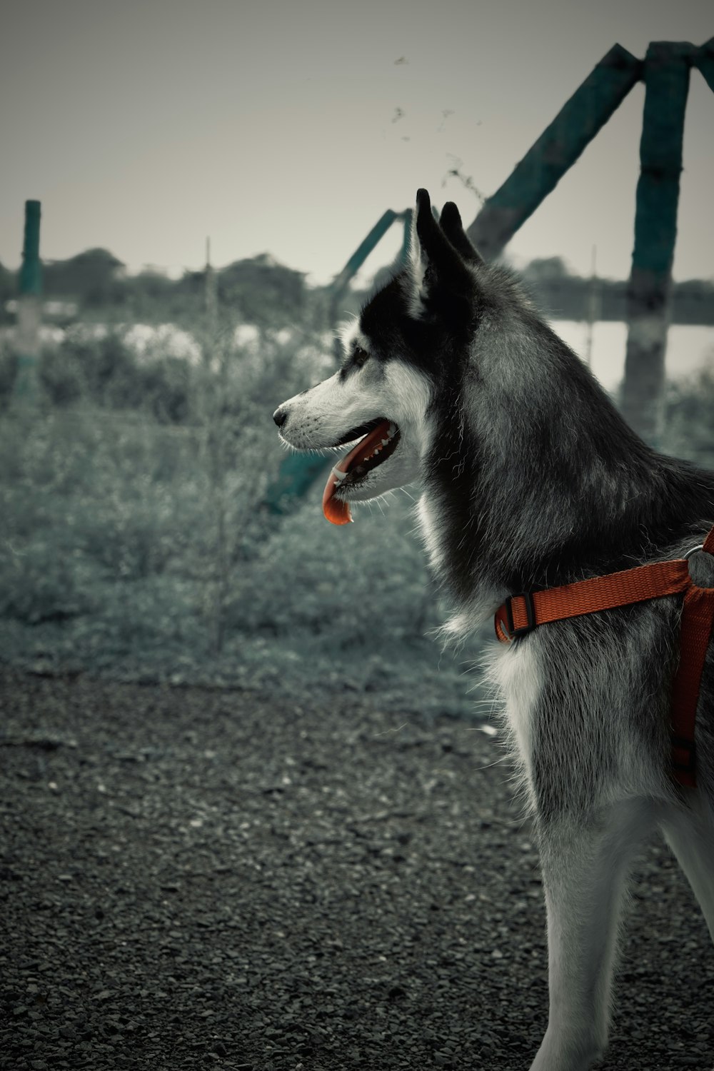 a black and white dog with a red leash